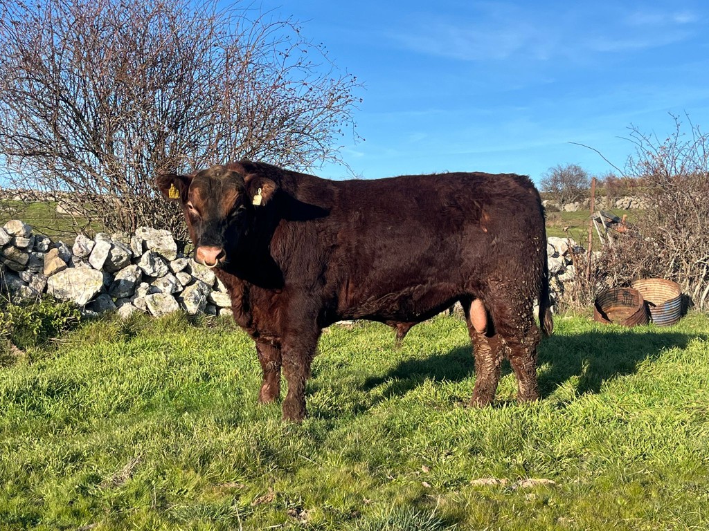 Irish Bulls Stock Photo 71397193 | Shutterstock, image size:1024x768