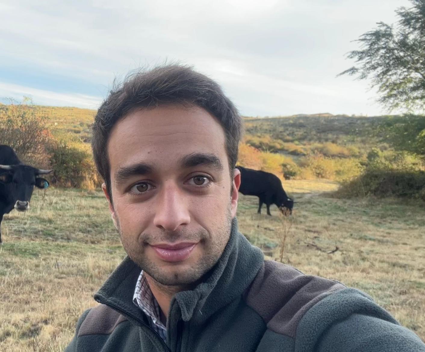 Jaime Galiana, a Spanish cattle breeder with his cows