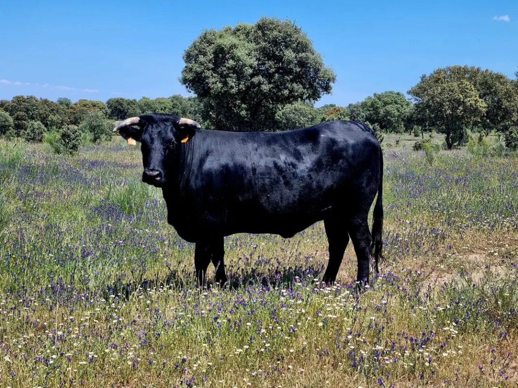 Avileña-Negra Ibérica